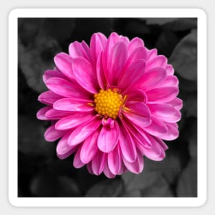 Bright pink flower with black background Sticker